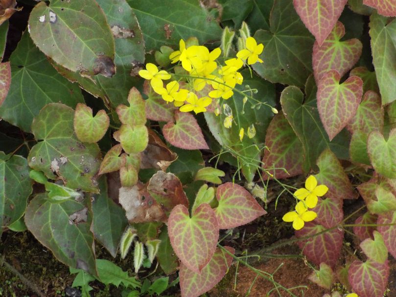 Epimedium perralderianum o suo ibrido cv (Berberidaceae)