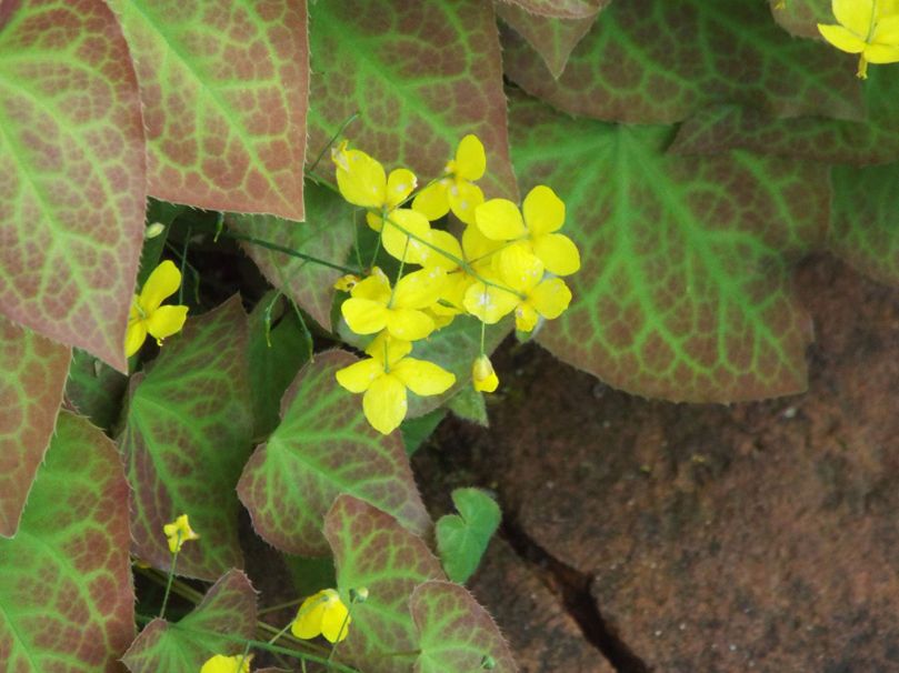 Epimedium perralderianum o suo ibrido cv (Berberidaceae)