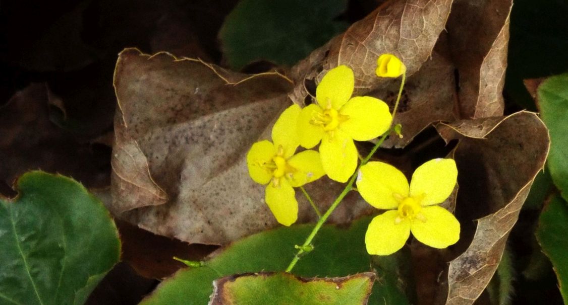 Epimedium perralderianum o suo ibrido cv (Berberidaceae)