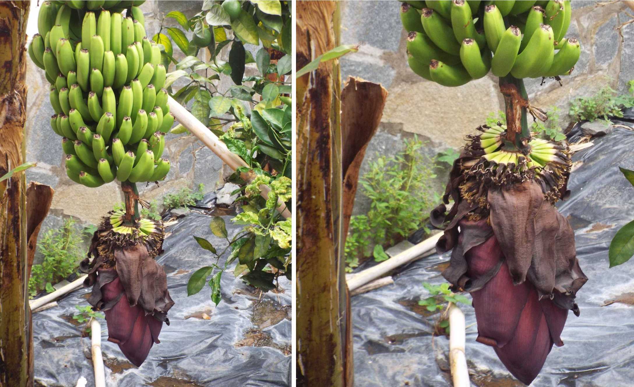 Da Tenerife e La Gomera (Canarie): Banani