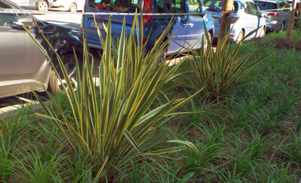 cv di Phormium cookianum (Asphodelaceae) [cfr.]