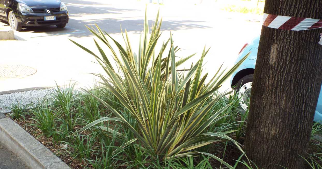 cv di Phormium cookianum (Asphodelaceae) [cfr.]