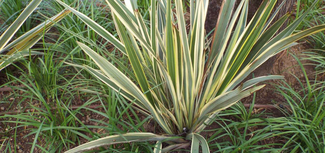 cv di Phormium cookianum (Asphodelaceae) [cfr.]