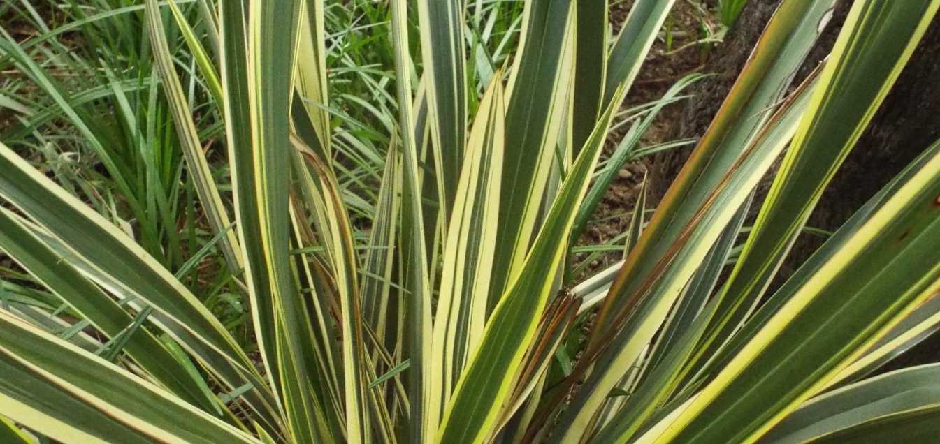 cv di Phormium cookianum (Asphodelaceae) [cfr.]