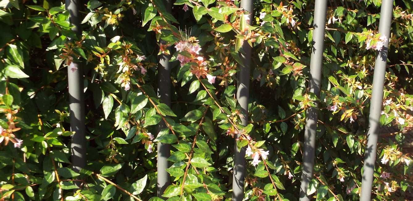 Abelia grandiflora [cv] (Caprifoliaceae)