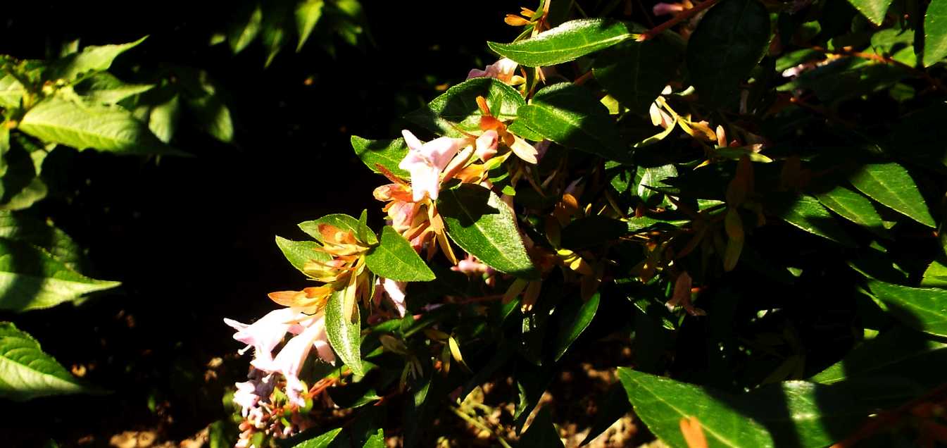 Abelia grandiflora [cv] (Caprifoliaceae)