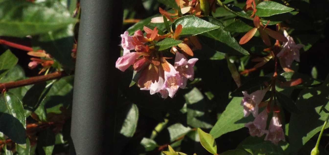 Abelia grandiflora [cv] (Caprifoliaceae)