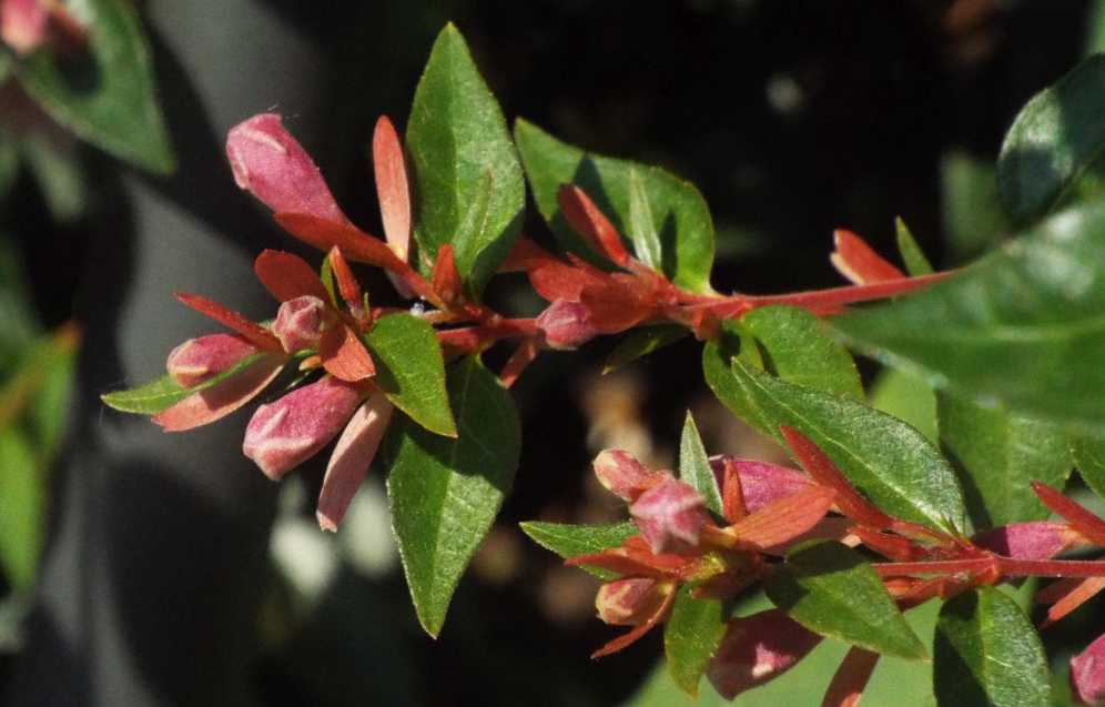 Abelia grandiflora [cv] (Caprifoliaceae)