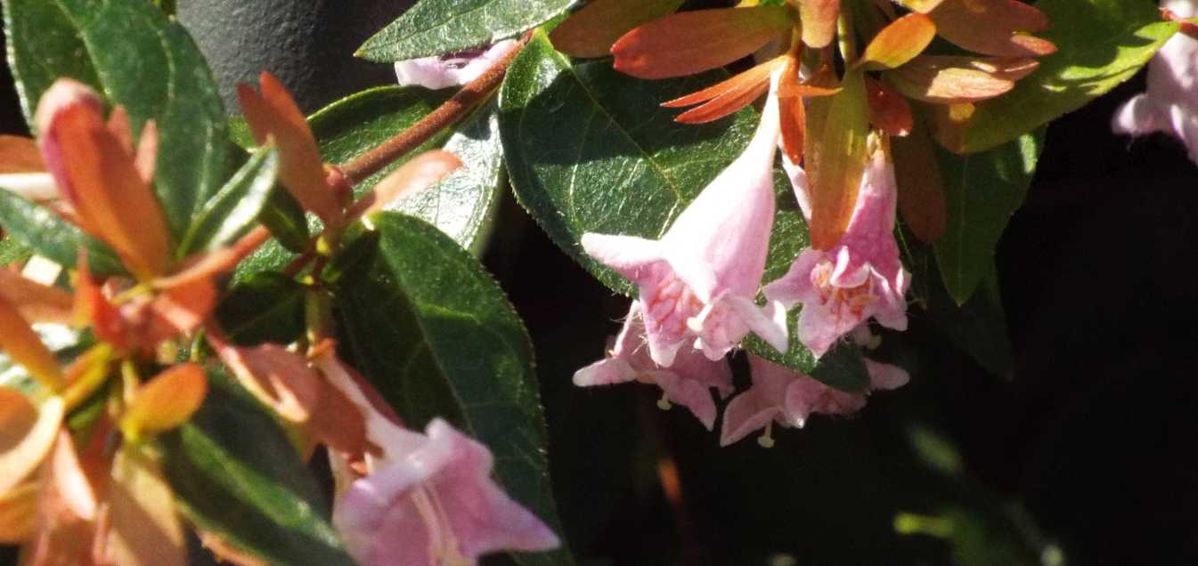 Abelia grandiflora [cv] (Caprifoliaceae)