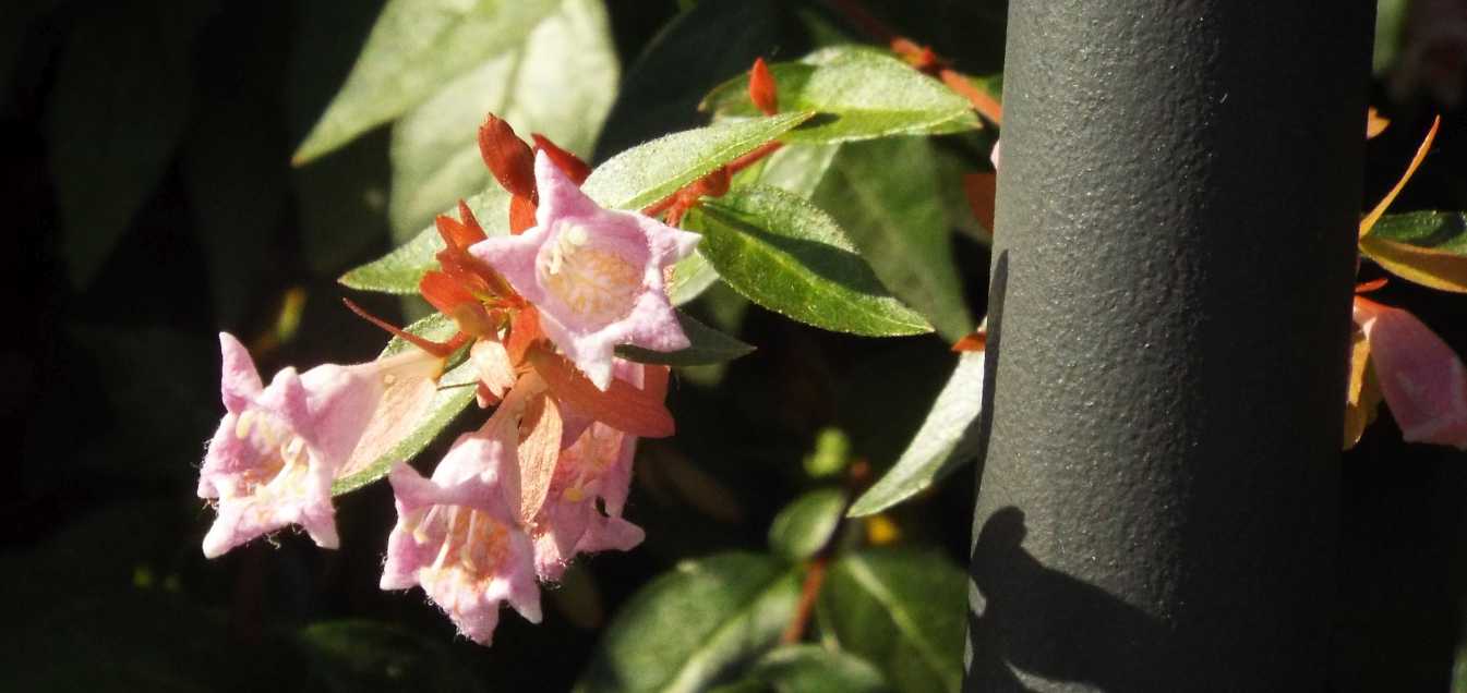 Abelia grandiflora [cv] (Caprifoliaceae)