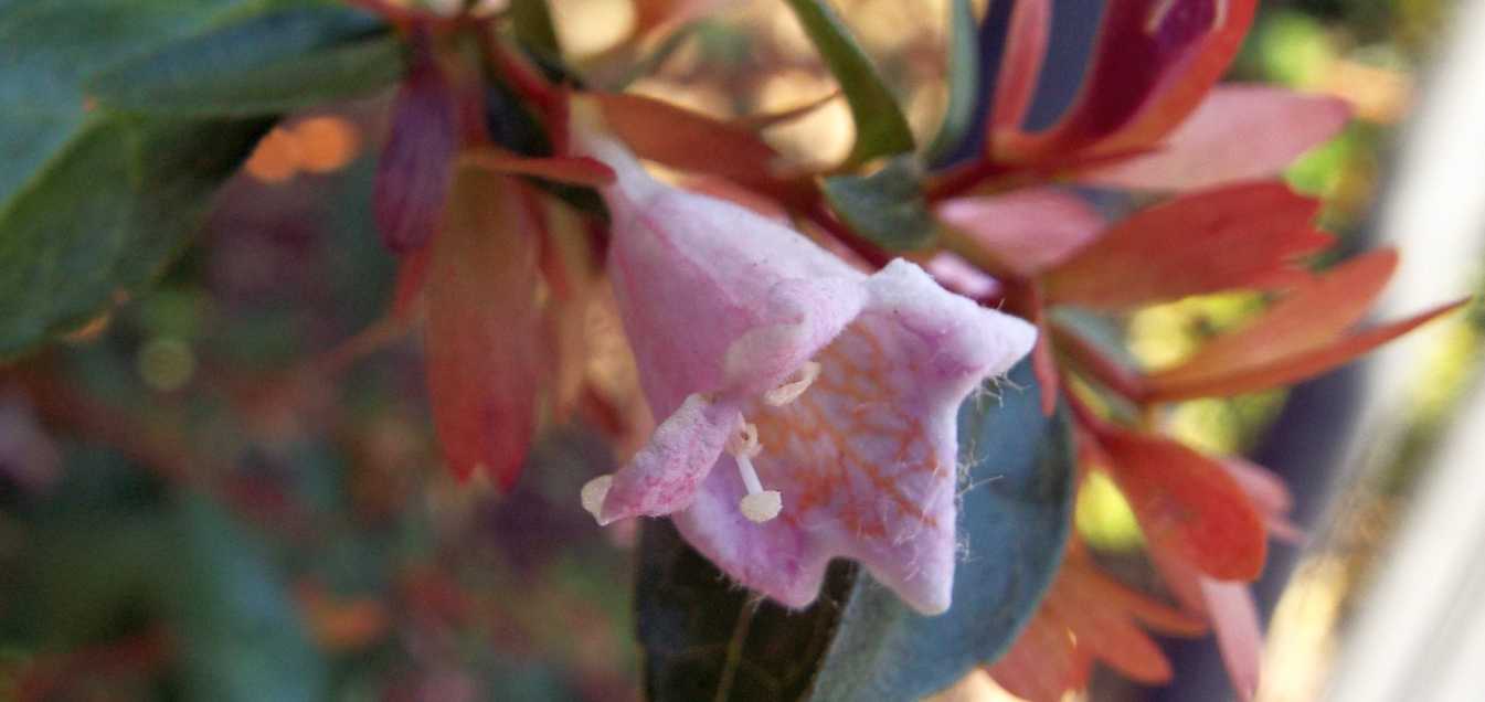 Abelia grandiflora [cv] (Caprifoliaceae)