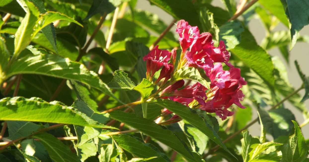 Weigela florida (Caprifoliaceae) [cv]