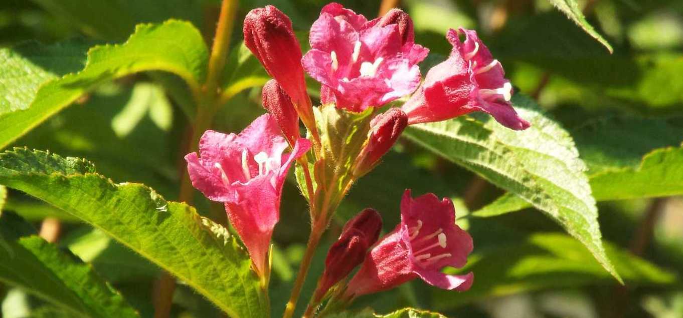 Weigela florida (Caprifoliaceae) [cv]