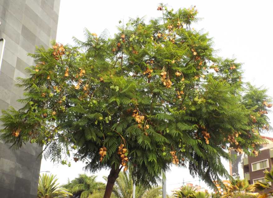 Albero  da Tenerife (Canarie): Jacaranda mimosifolia (Bignoniaceae)