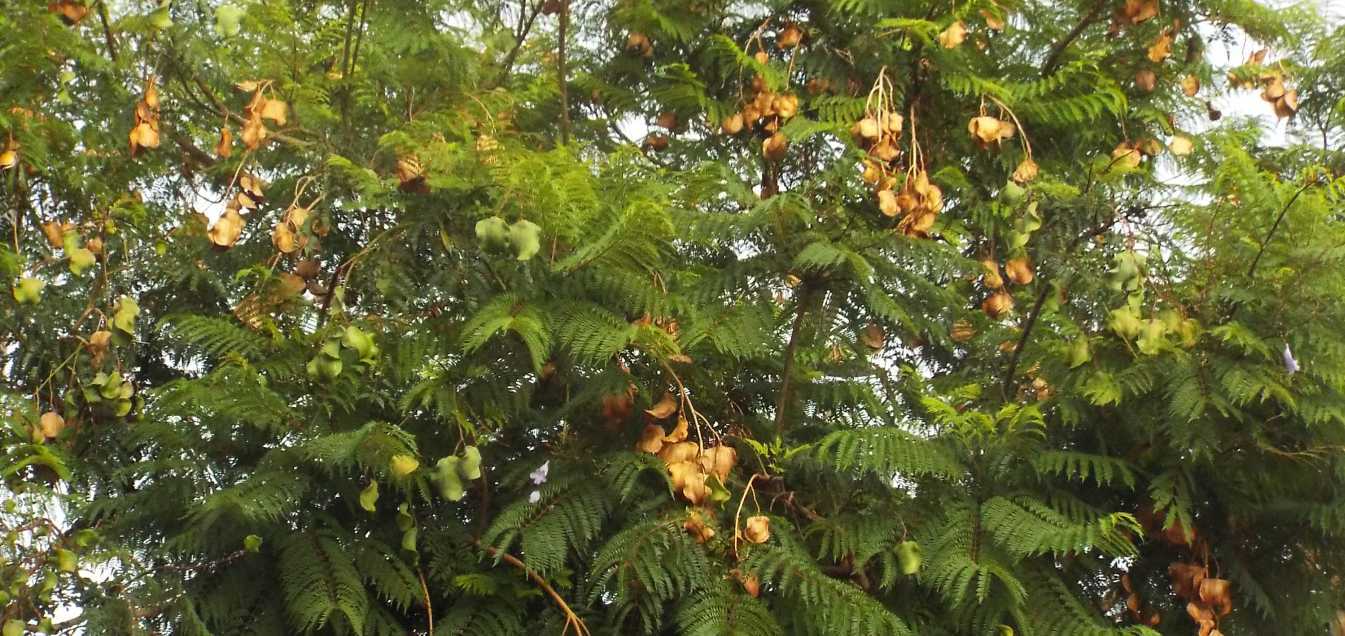 Albero  da Tenerife (Canarie): Jacaranda mimosifolia (Bignoniaceae)