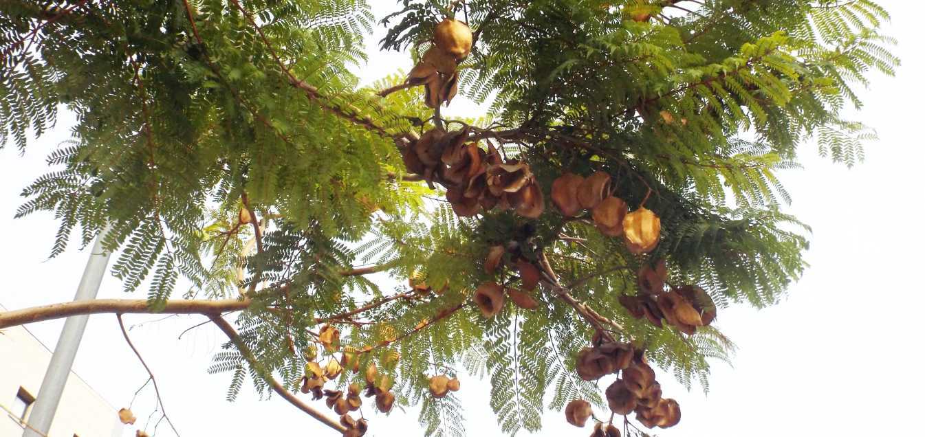 Albero  da Tenerife (Canarie): Jacaranda mimosifolia (Bignoniaceae)