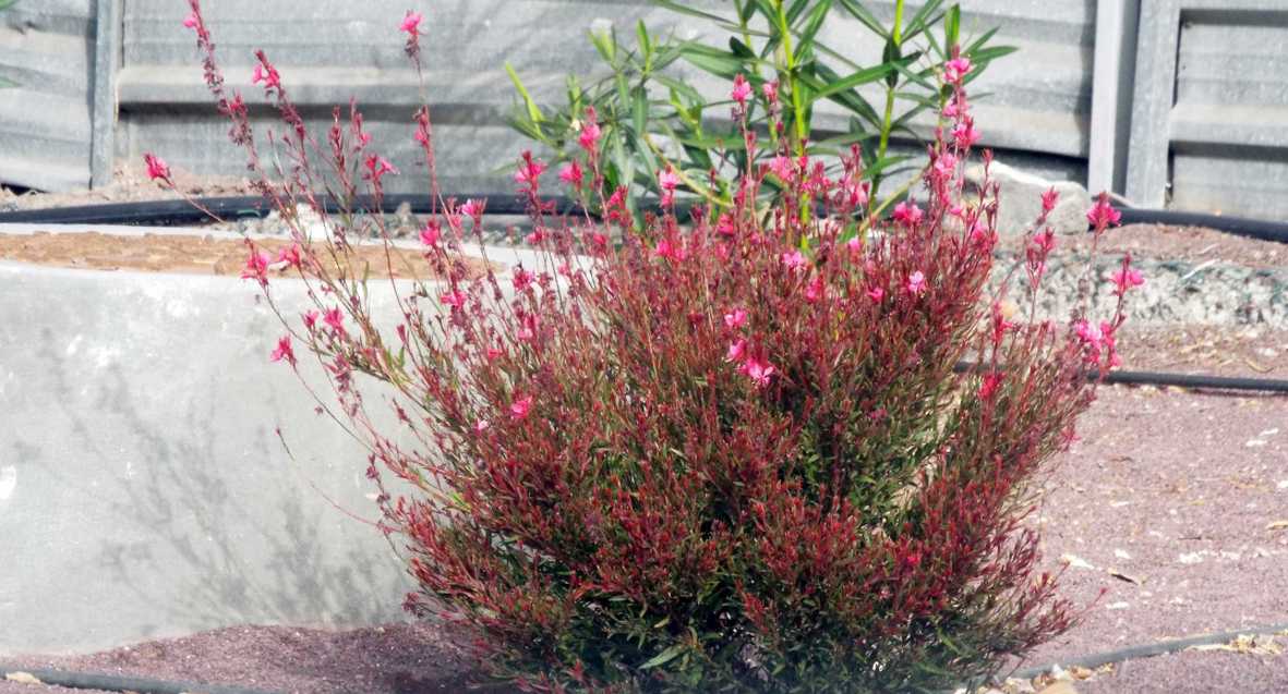 Da Tenerife (Canarie):  Cespuglio fiorito: Gaura lindheimeri (Onagraceae) [cv]