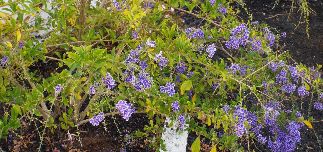 Da Tenerife (Canarie):  cv di Duranta erecta (Verbenaceae)