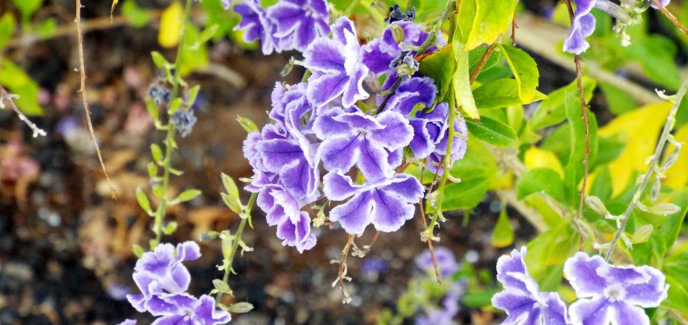 Da Tenerife (Canarie):  cv di Duranta erecta (Verbenaceae)