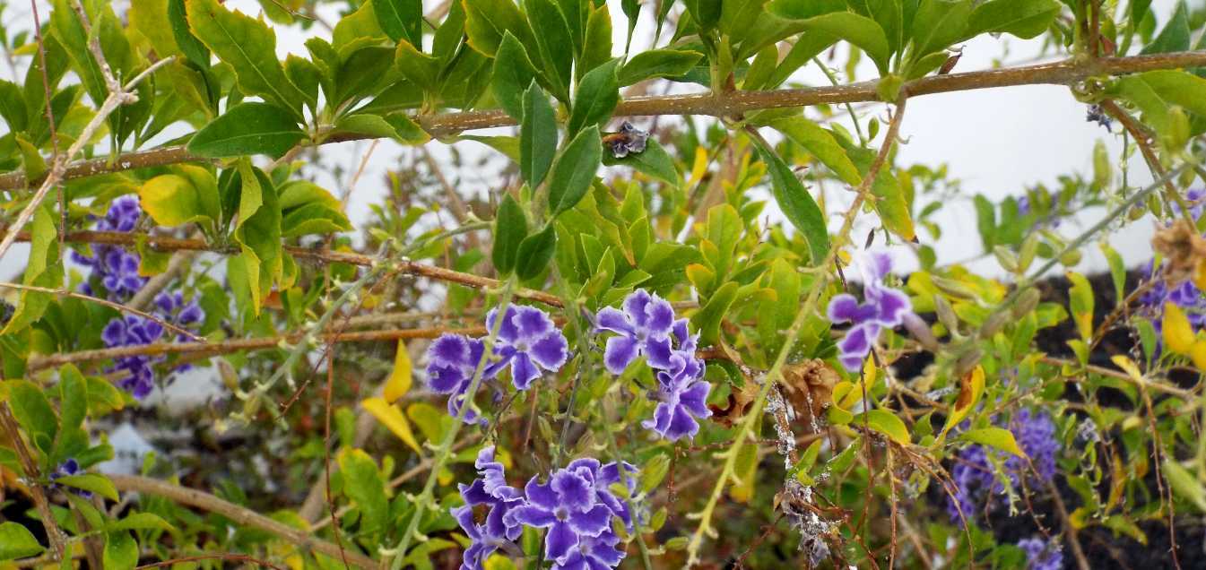 Da Tenerife (Canarie):  cv di Duranta erecta (Verbenaceae)