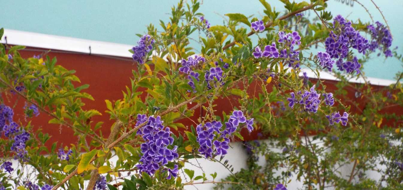 Da Tenerife (Canarie):  cv di Duranta erecta (Verbenaceae)