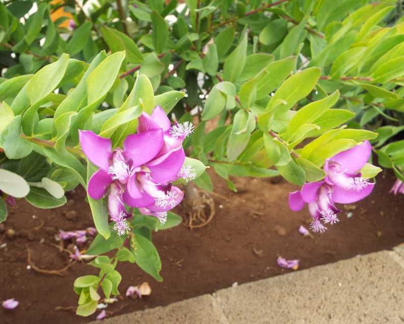 Da Tenerife (Canarie):   Polygala myrtifolia (Polygalaceae)