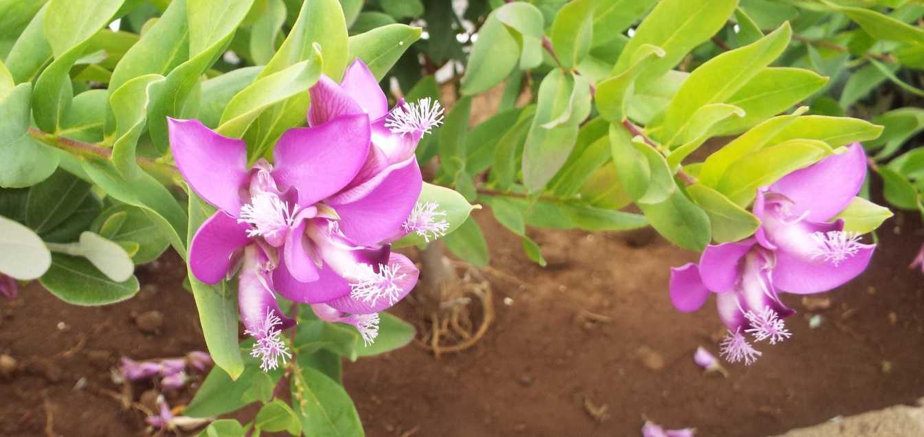 Da Tenerife (Canarie):   Polygala myrtifolia (Polygalaceae)