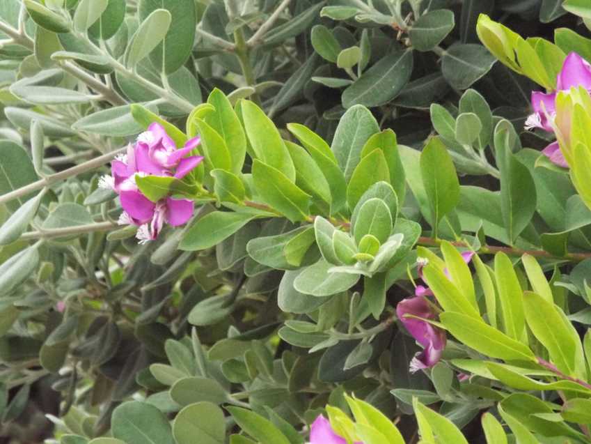 Da Tenerife (Canarie):   Polygala myrtifolia (Polygalaceae)