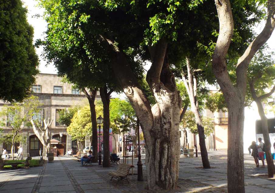 Albero  da Tenerife (Canarie): Ficus benjamina (Moraceae)