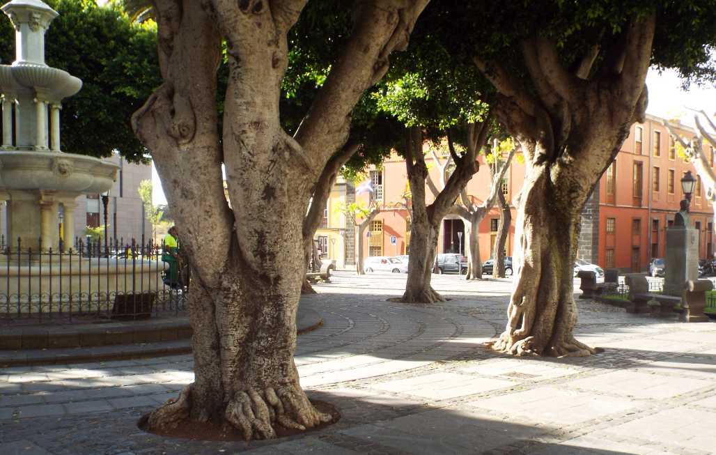 Albero  da Tenerife (Canarie): Ficus benjamina (Moraceae)