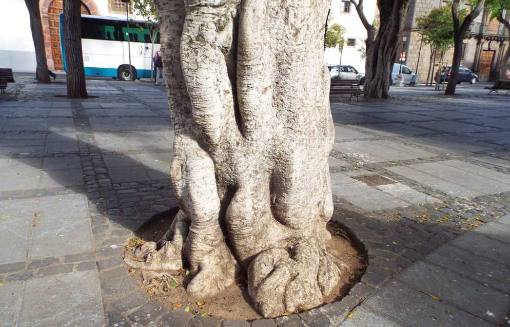 Albero  da Tenerife (Canarie): Ficus benjamina (Moraceae)