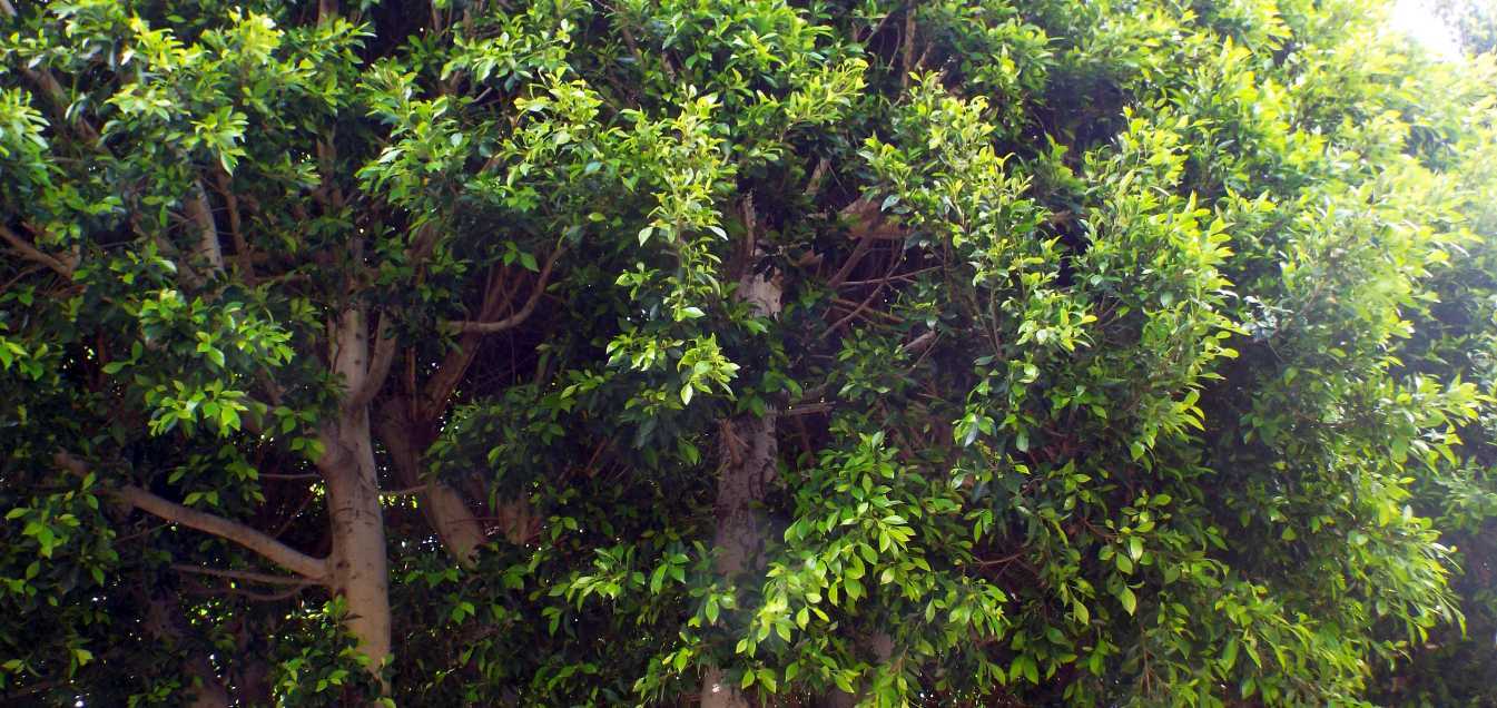 Albero  da Tenerife (Canarie): Ficus benjamina (Moraceae)