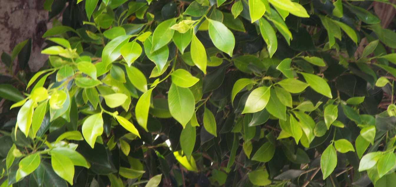 Albero  da Tenerife (Canarie): Ficus benjamina (Moraceae)