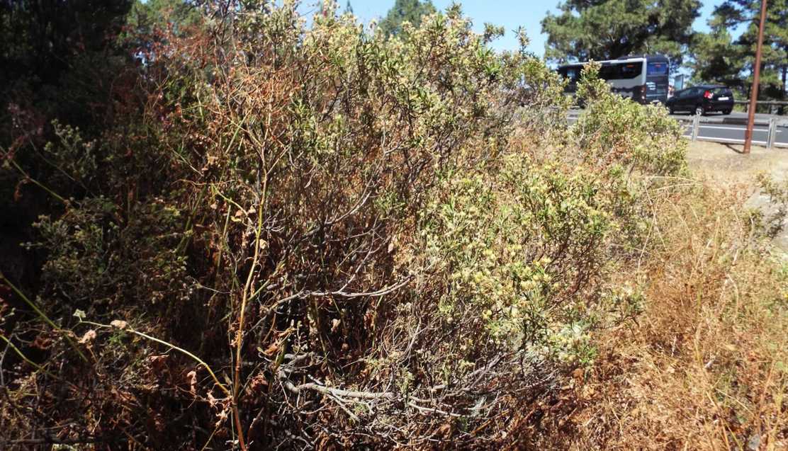 Da Tenerife (Canarie):  Cistus monspeliensis (Malvales Cistaceae)
