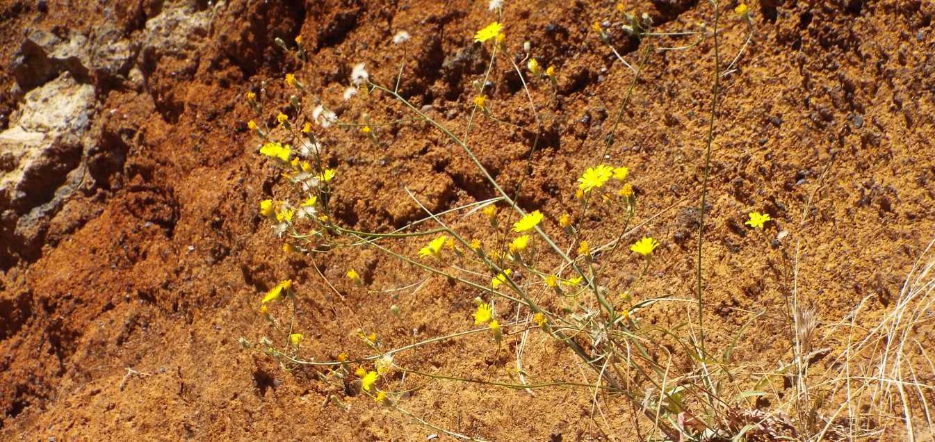 Da Tenerife (Canarie):  Tolpis webbii (Asteraceae)