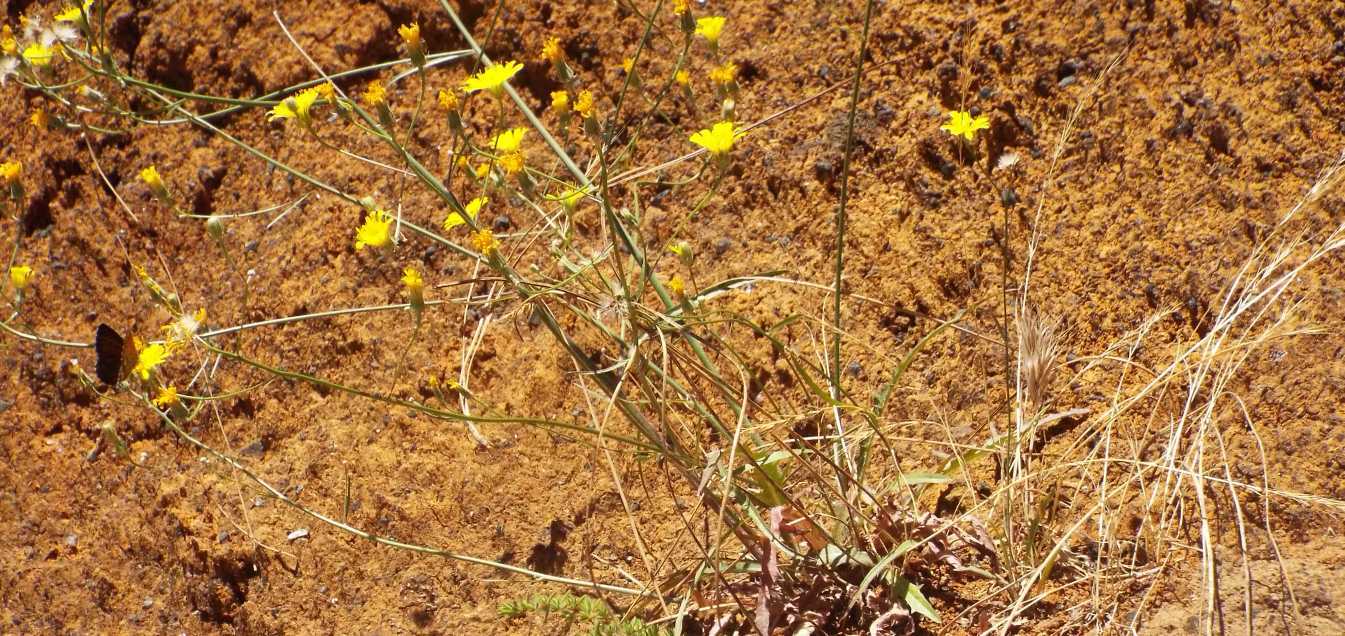 Da Tenerife (Canarie):  Tolpis webbii (Asteraceae)