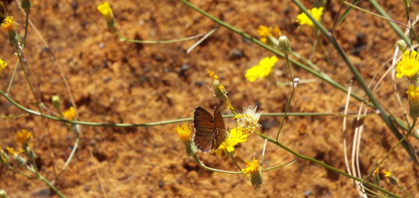 Da Tenerife (Canarie):  Tolpis webbii (Asteraceae)