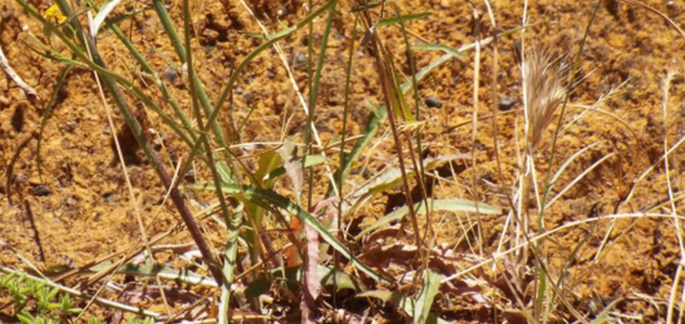 Da Tenerife (Canarie):  Tolpis webbii (Asteraceae)