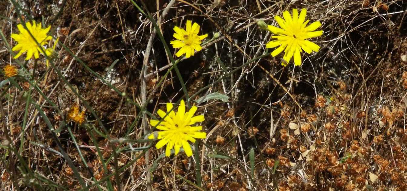 Da Tenerife (Canarie):  Tolpis webbii (Asteraceae)