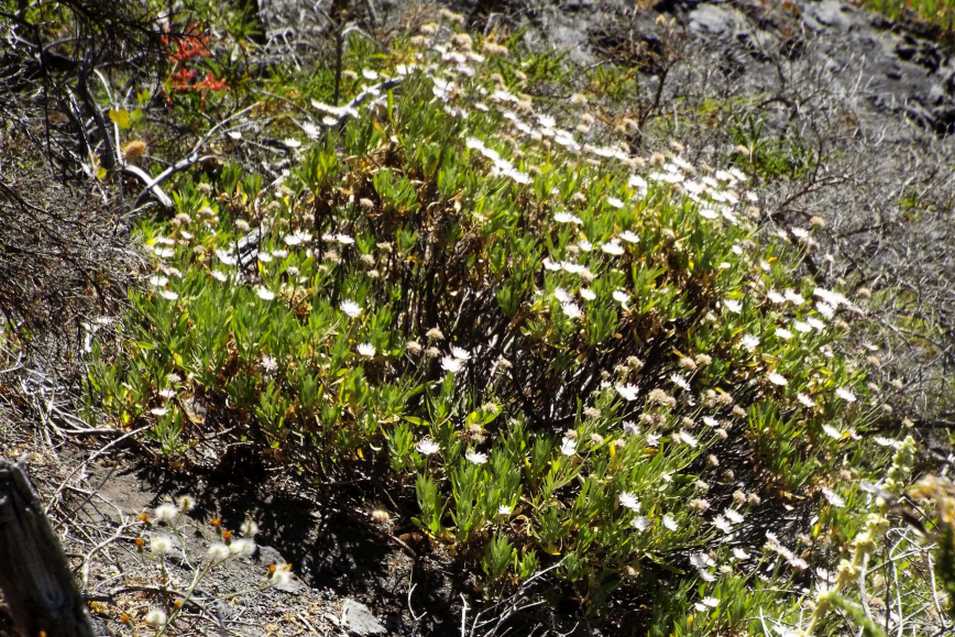Da Tenerife (Canarie):  Pterocephalus lasiospermus (Caprifoliaceae)