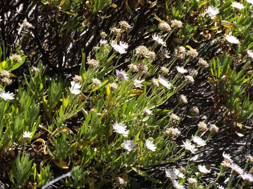 Da Tenerife (Canarie):  Pterocephalus lasiospermus (Caprifoliaceae)