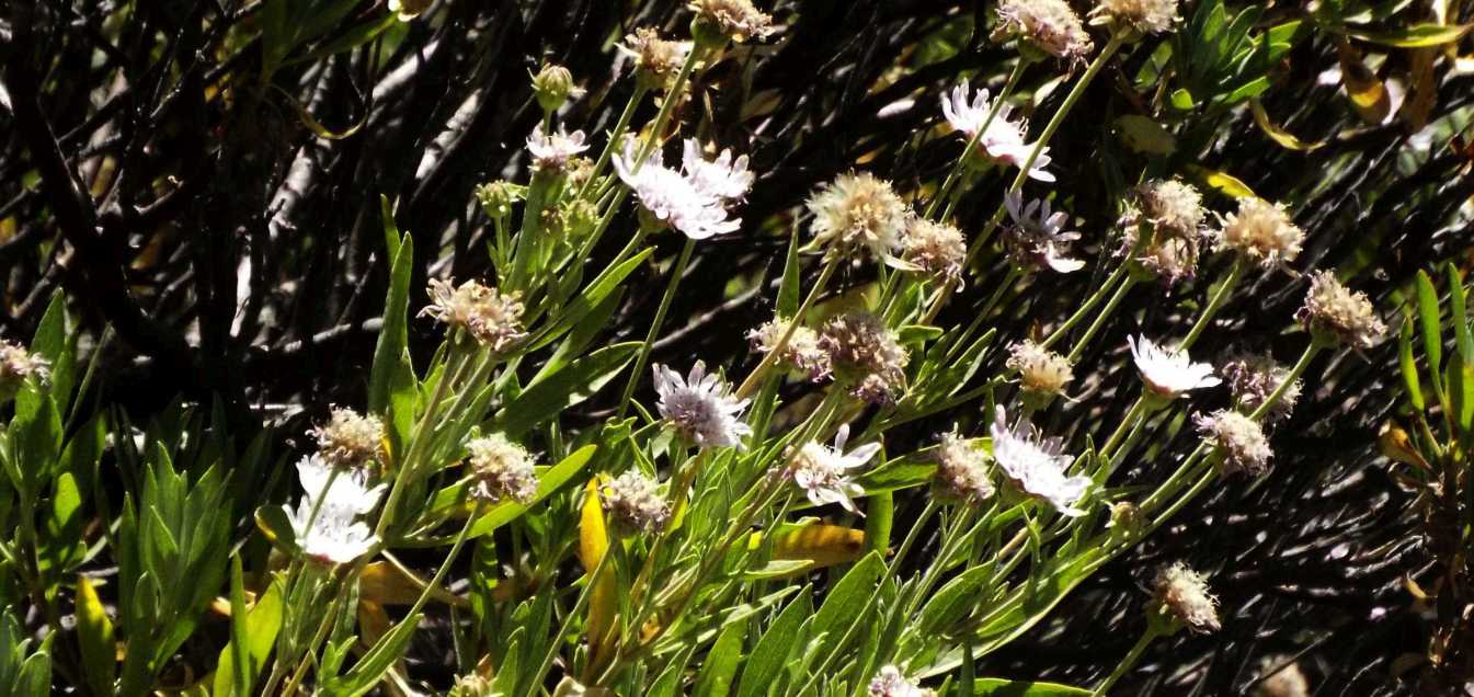 Da Tenerife (Canarie):  Pterocephalus lasiospermus (Caprifoliaceae)