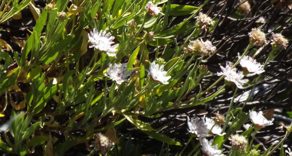 Da Tenerife (Canarie):  Pterocephalus lasiospermus (Caprifoliaceae)