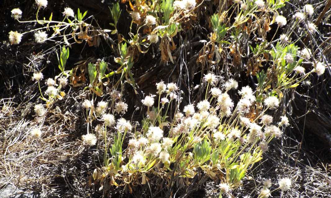 Da Tenerife (Canarie):  Pterocephalus lasiospermus (Caprifoliaceae)