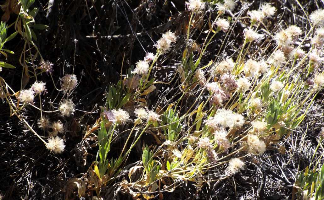 Da Tenerife (Canarie):  Pterocephalus lasiospermus (Caprifoliaceae)