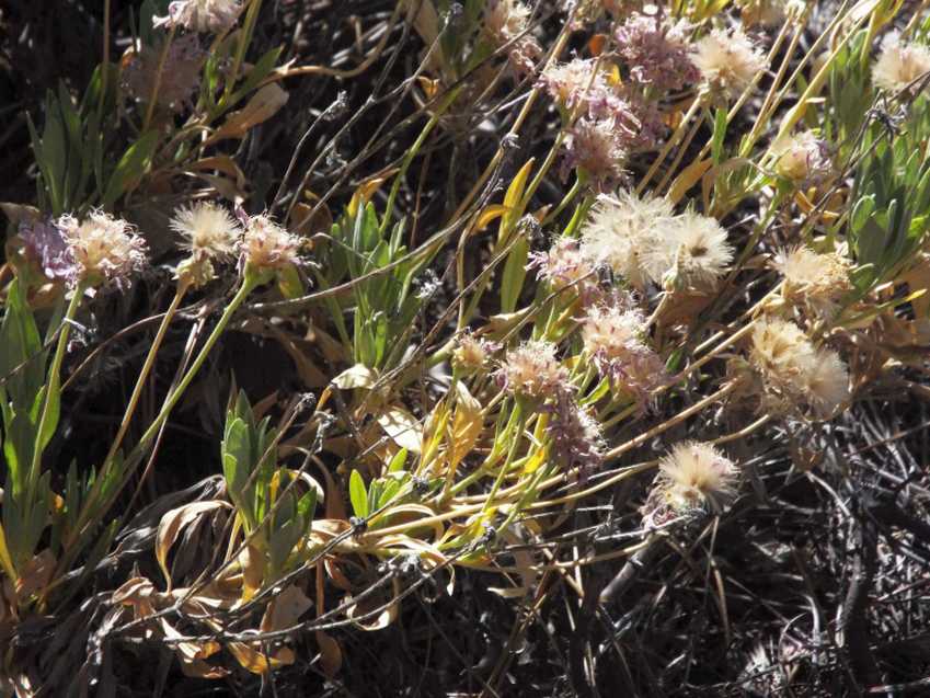 Da Tenerife (Canarie):  Pterocephalus lasiospermus (Caprifoliaceae)