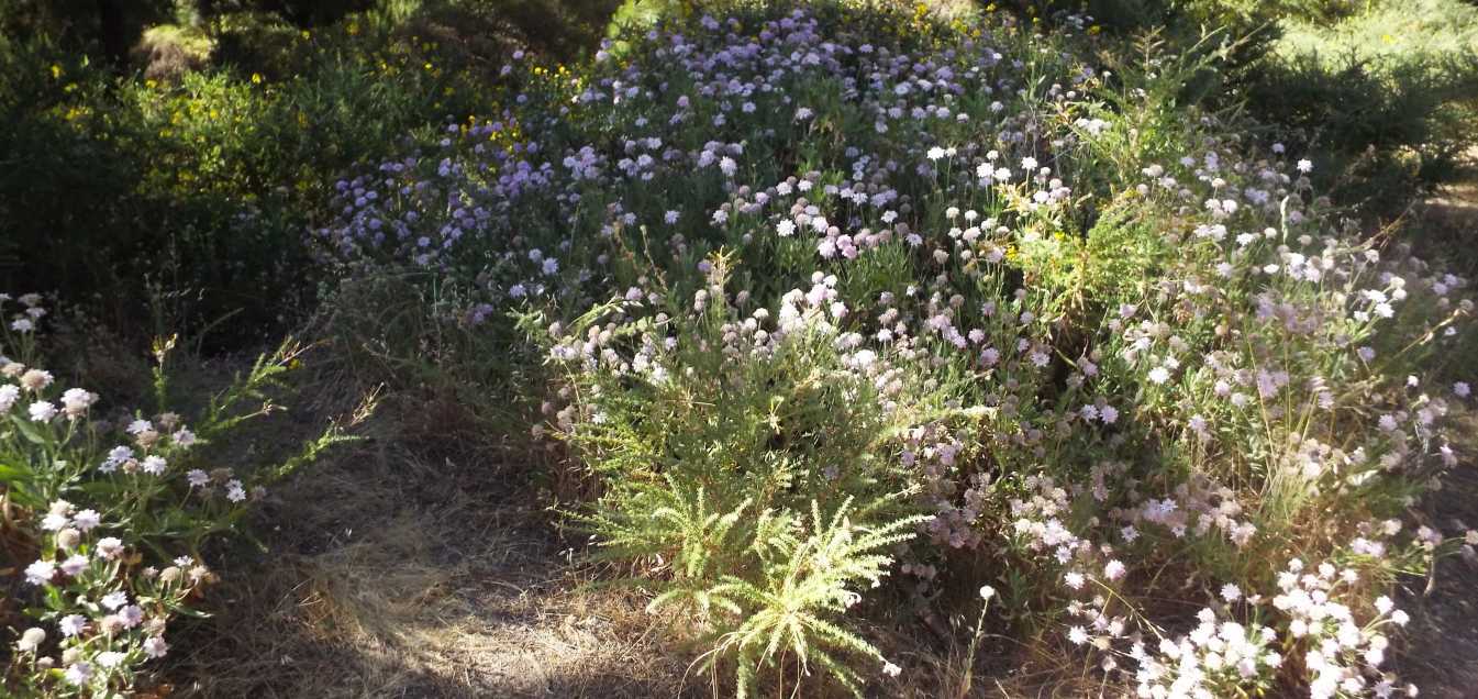 Da Tenerife (Canarie):  Pterocephalus lasiospermus (Caprifoliaceae)