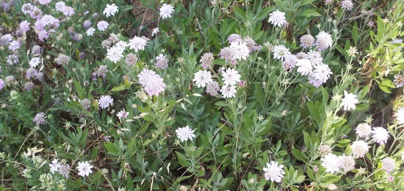 Da Tenerife (Canarie):  Pterocephalus lasiospermus (Caprifoliaceae)