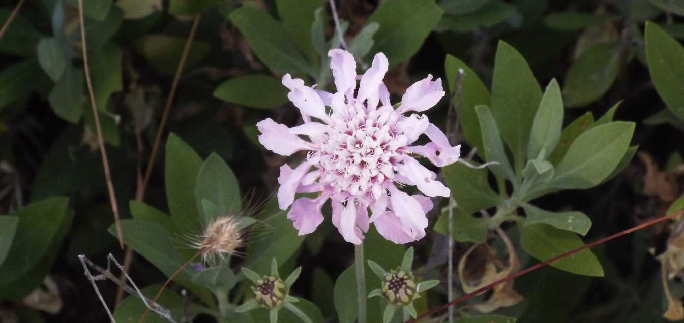 Da Tenerife (Canarie):  Pterocephalus lasiospermus (Caprifoliaceae)