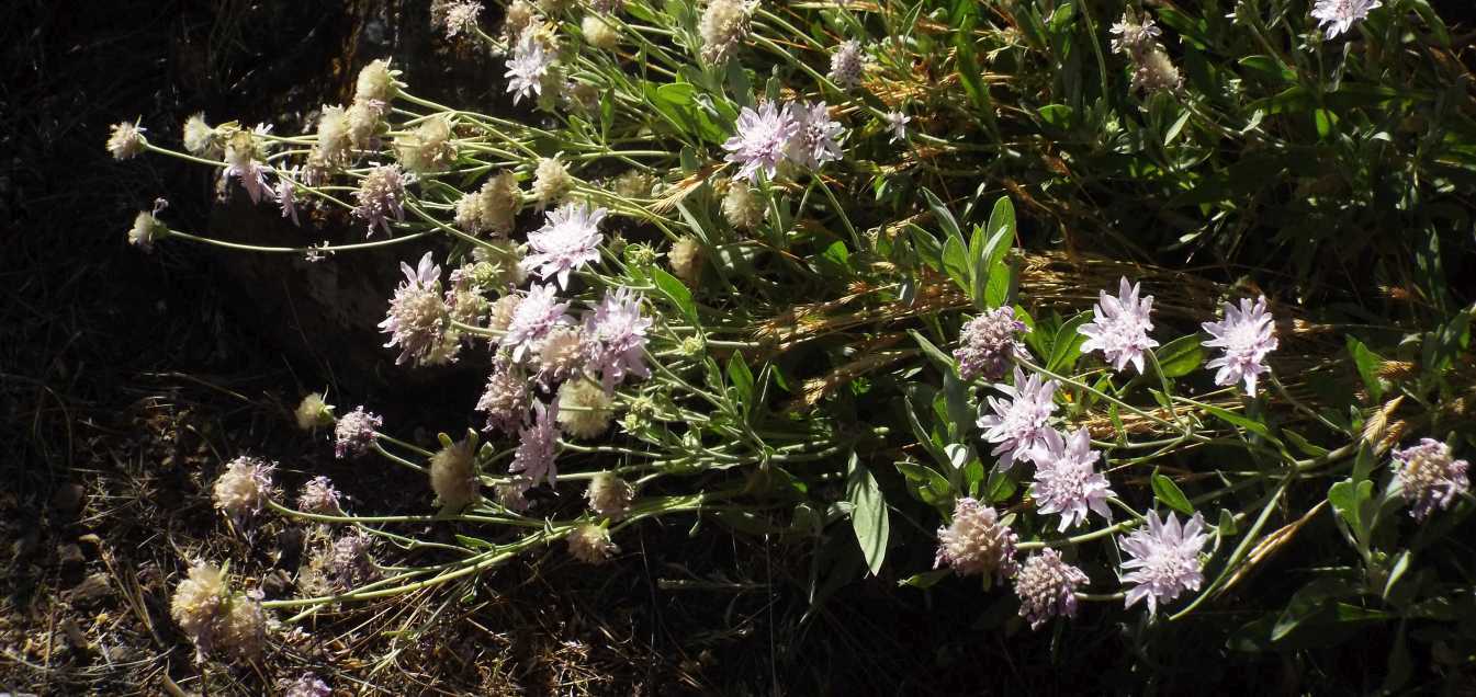 Da Tenerife (Canarie):  Pterocephalus lasiospermus (Caprifoliaceae)